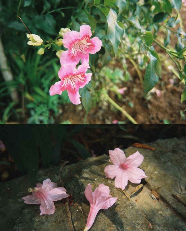 格桑花，高原的生命禮讚
