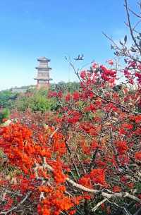 生於南國的紅豆竟在泰山亮相
