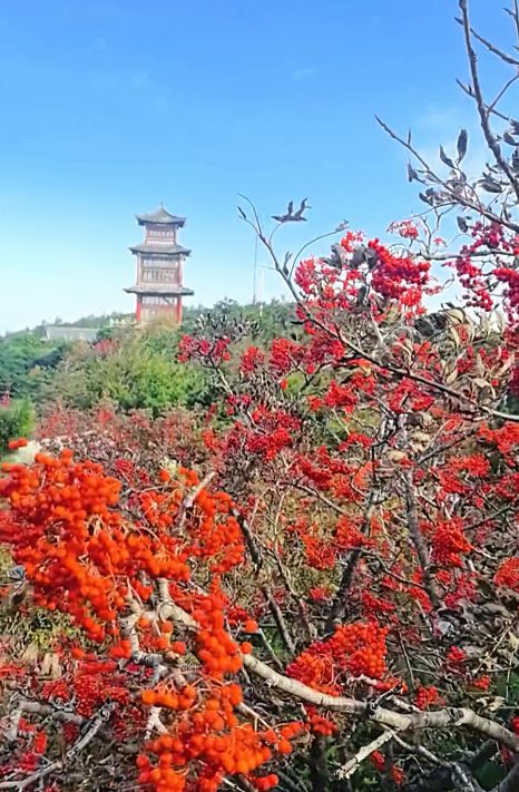 生於南國的紅豆竟在泰山亮相