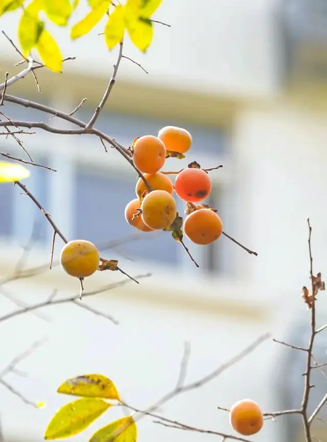 Autumn in Wuhan is the season of abundant fruit hanging from the branches