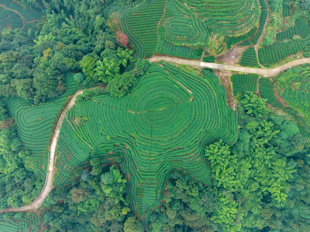 逃離城市1.5h！闖入國家地理同款茶園秘境