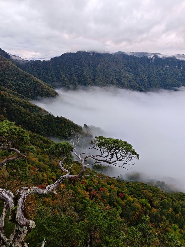 神農架雲海仙境一眼萬年,國慶必打卡 神農架雲海仙境一眼萬年,國慶必打卡