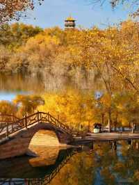 西北秋色天花板!酒泉金塔胡楊林把秋天揉碎成金色海