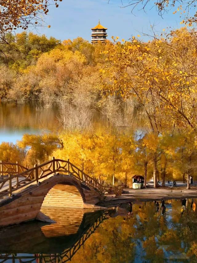 西北秋色天花板!酒泉金塔胡楊林把秋天揉碎成金色海 西北秋色天花板!酒泉金塔胡楊林把秋天揉碎成金色海