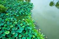 湖州慢行指南：在南潯的晨昏裡，尋一個避開人群的江南夢