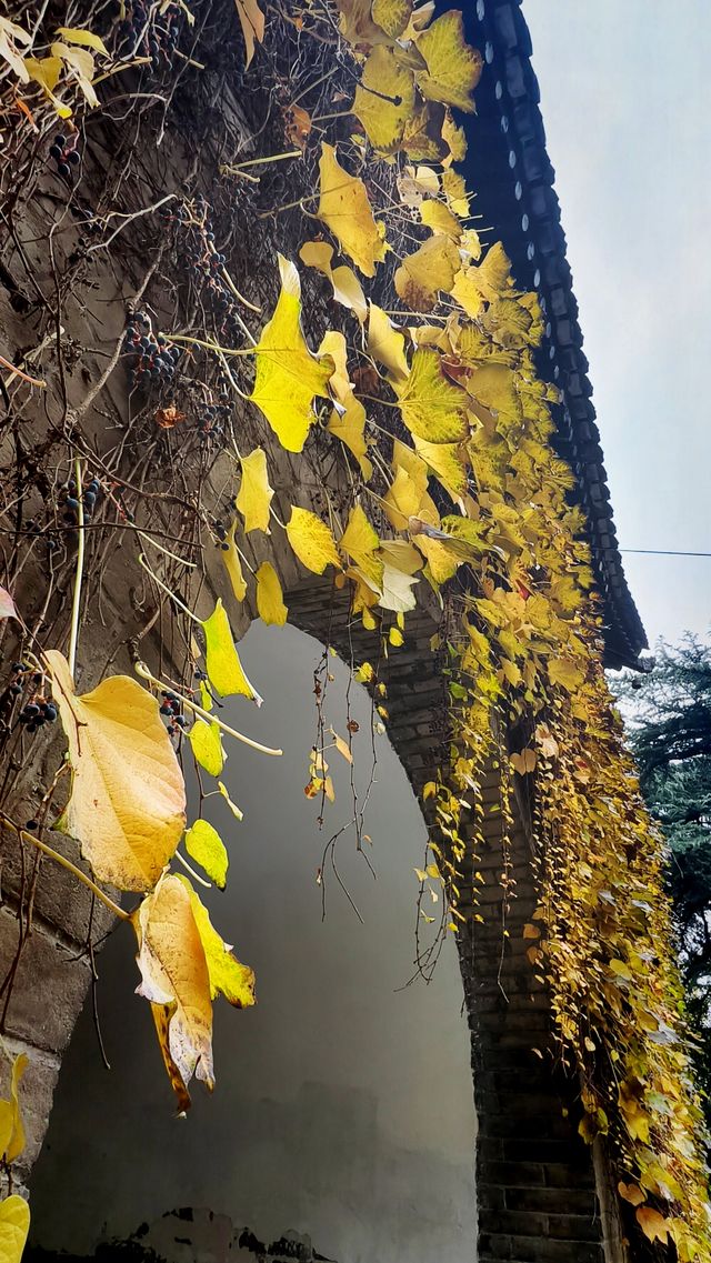 秋日去小雁塔感受歷史的厚重與自然和諧交融吧