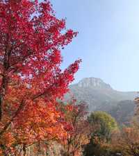 濟南賞秋之紅葉谷