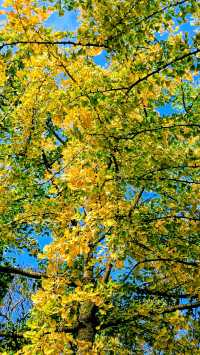 Hidden Gem of Serenity