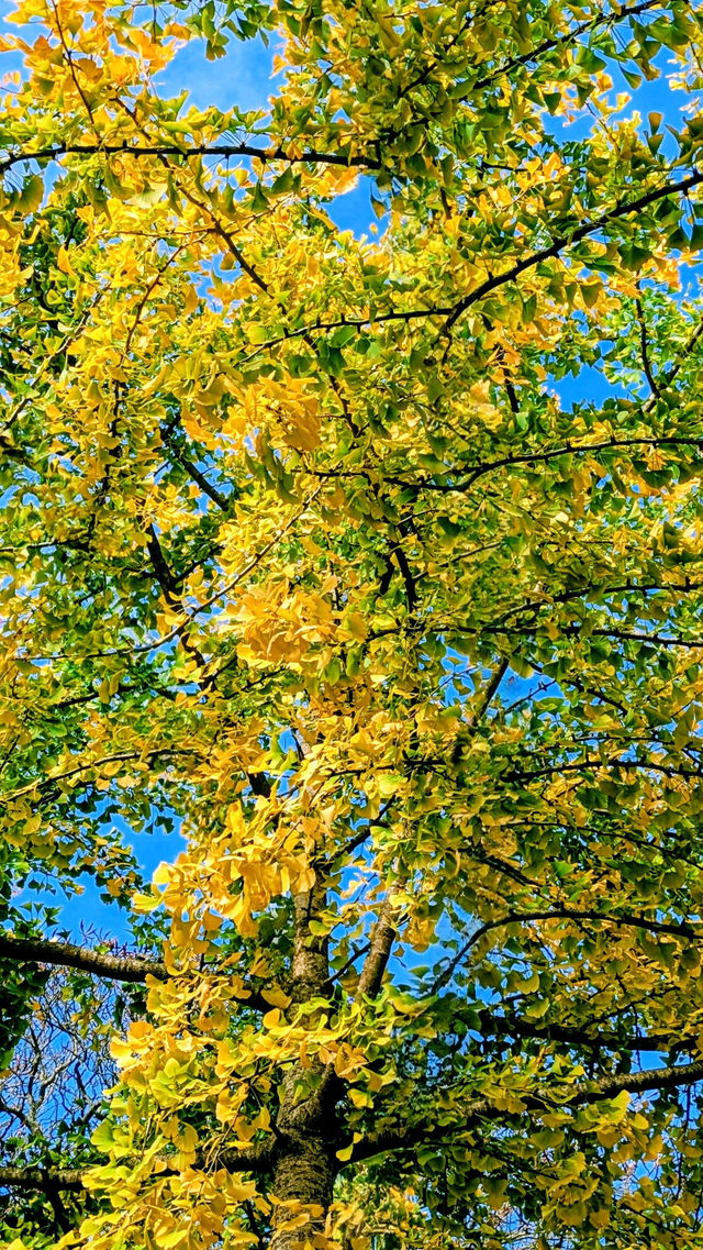 Hidden Gem of Serenity Hidden Gem of Serenity