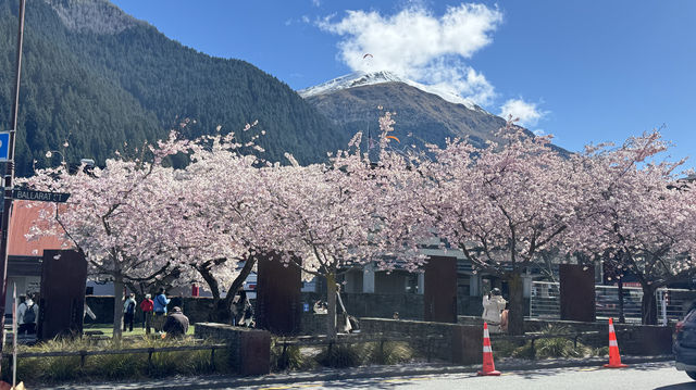 櫻花盛開的皇后鎮