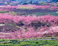 臺灣省桃源縣旅遊攻略 交通指南 從北京出發可搭乘南方航空CZ5311航班,08:15起飛,10: