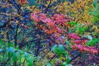 川西小眾秘境｜松坪溝的秋天美到窒息