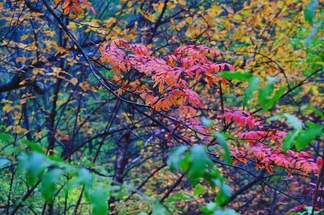 川西小眾秘境｜松坪溝的秋天美到窒息