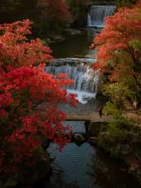 莫干山賞楓親子遊！帶娃追95%紅楓超治癒