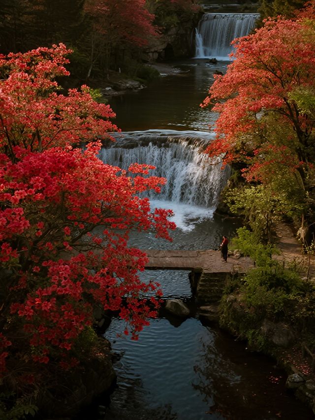 莫干山賞楓親子遊！帶娃追95%紅楓超治癒