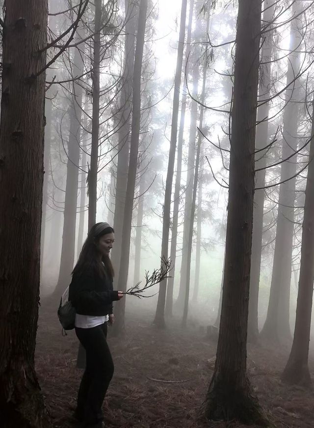 秋色森林裡的山羊牧場