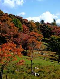 快衝！四方山秋色進入倒數計時模式