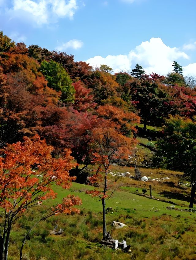快衝！四方山秋色進入倒數計時模式