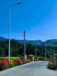 祁門蘆荔稻田遊玩攻略