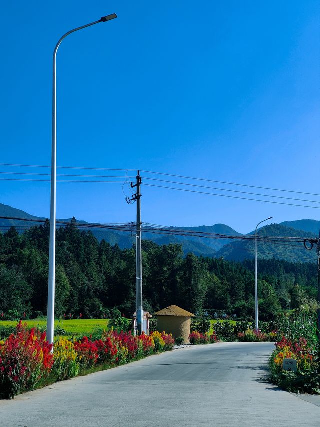 祁門蘆荔稻田遊玩攻略 祁門蘆荔稻田遊玩攻略