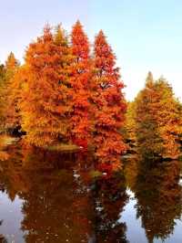 燕雀湖黑天鵝太美啦美如油畫