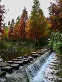 絕美水杉-洛陽伊濱區伊水遊園！