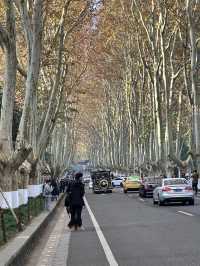 南京真的不顧人死活落羽杉比梧桐還要美