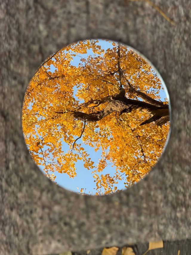 從來銀杏不負秋,原來銀杏最懂秋… 從來銀杏不負秋,原來銀杏最懂秋…