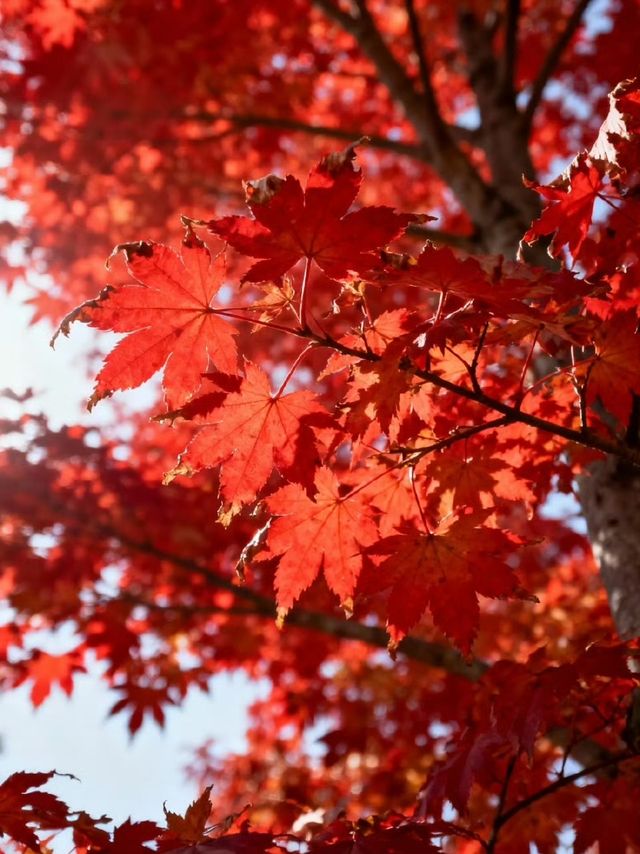 霜染鍋盔楓似火，暖居枕葉醉秋光