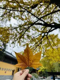 鐘山景區一日遊攻略 反方向路線避開人流