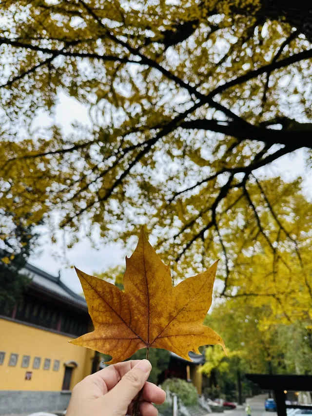 鐘山景區一日遊攻略 反方向路線避開人流
