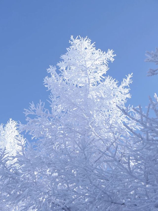 北京周邊藏了個冰雪王國?它叫樺皮嶺!! 北京周邊藏了個冰雪王國?它叫樺皮嶺!!