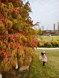 在武漢！99%人都不知道的紅杉公園，免費