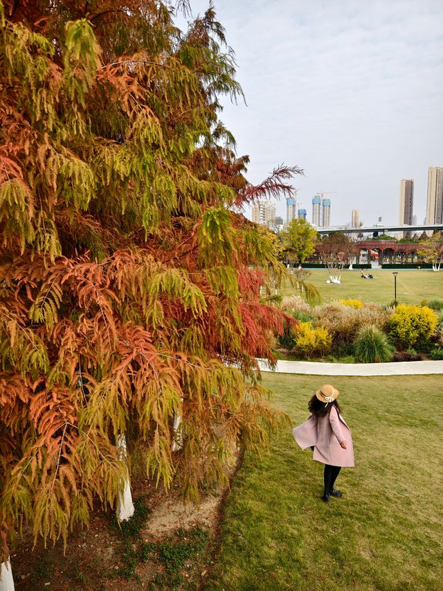 在武漢！99%人都不知道的紅杉公園，免費