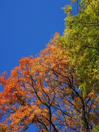 劍川桑嶺村|百年古木林美成了打翻的調色盤