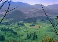 《國家地理》沒騙我羅平螺絲田真的和宣傳圖一樣美!冬春限定