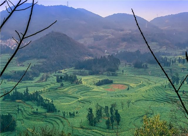 《國家地理》沒騙我羅平螺絲田真的和宣傳圖一樣美!冬春限定 《國家地理》沒騙我羅平螺絲田真的和宣傳圖一樣美!冬春限定