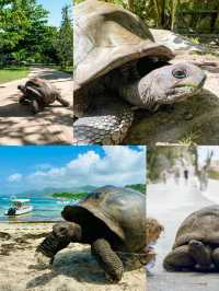 人間伊甸園！無需濾鏡！滿足了我對所有海島度假的想像！