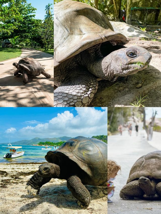 人間伊甸園！無需濾鏡！滿足了我對所有海島度假的想像！