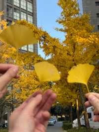 這個秋天,來昆明住進金色銀杏的童話裏 發現昆明小眾打卡地 - 維也納國際酒店(昆明高鐵南站市政府