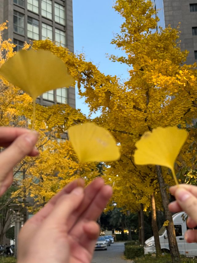 這個秋天,來昆明住進金色銀杏的童話裏 發現昆明小眾打卡地 - 維也納國際酒店(昆明高鐵南站市政府 這個秋天,來昆明住進金色銀杏的童話裏 發現昆明小眾打卡地 - 維也納國際酒店(昆明高鐵南站市政府