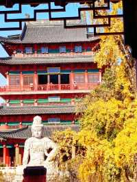 無錫→南京，一天看盡金陵銀杏黃！