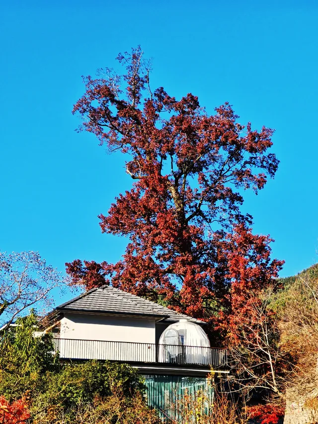 秋天又來了! 臨安指南村實況 秋天又來了! 臨安指南村實況