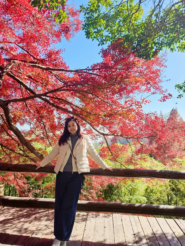 留住秋天的一百種方式之莫干山的楓葉