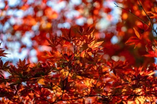 Ningbo Tiantong Temple, I found the most Zen autumn
