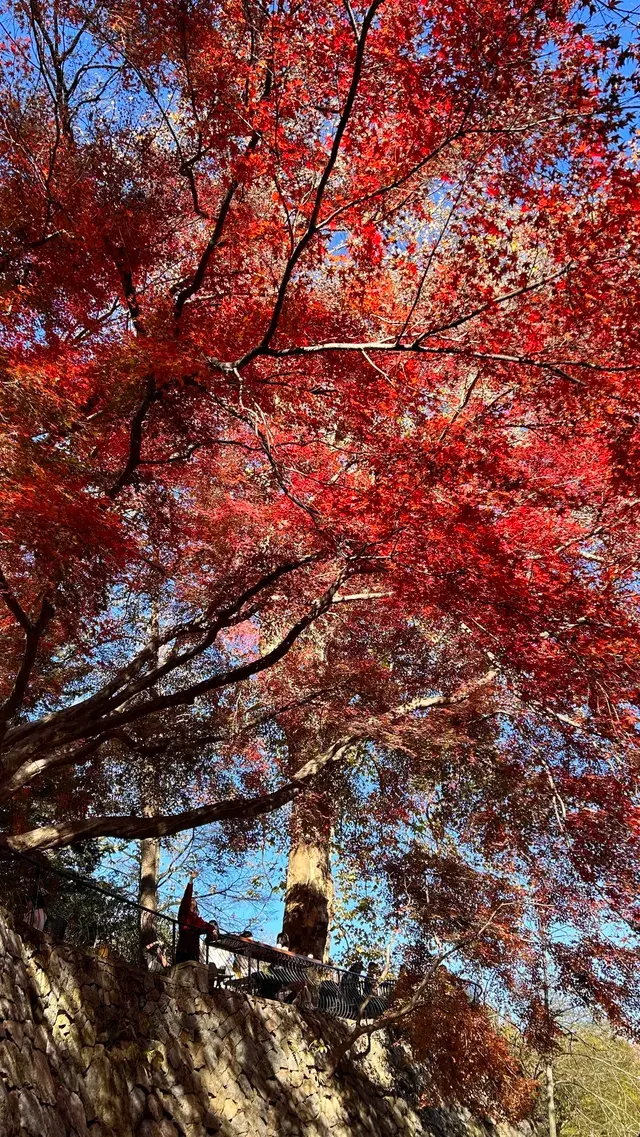 莫干山紅葉進度