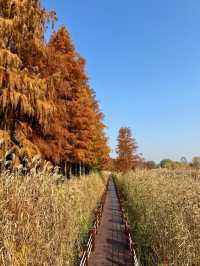 蘇州私藏秋日寶藏|太湖湖濱濕地公園,免費美到驚嘆