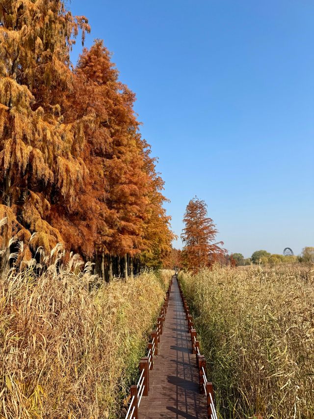 蘇州私藏秋日寶藏|太湖湖濱濕地公園,免費美到驚嘆 蘇州私藏秋日寶藏|太湖湖濱濕地公園,免費美到驚嘆