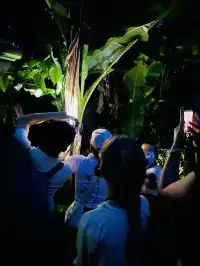 西雙版納+普洱6天5晚旅遊攻略(輕鬆版)