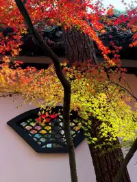 12.5實況 ｜棲霞山美得讓人掐人中